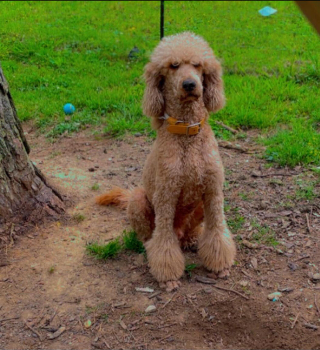 Duke Duke